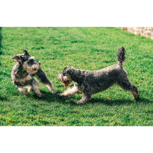 5 Steps to Help Your Dog or Cat Lose Weight - Go Love Pets