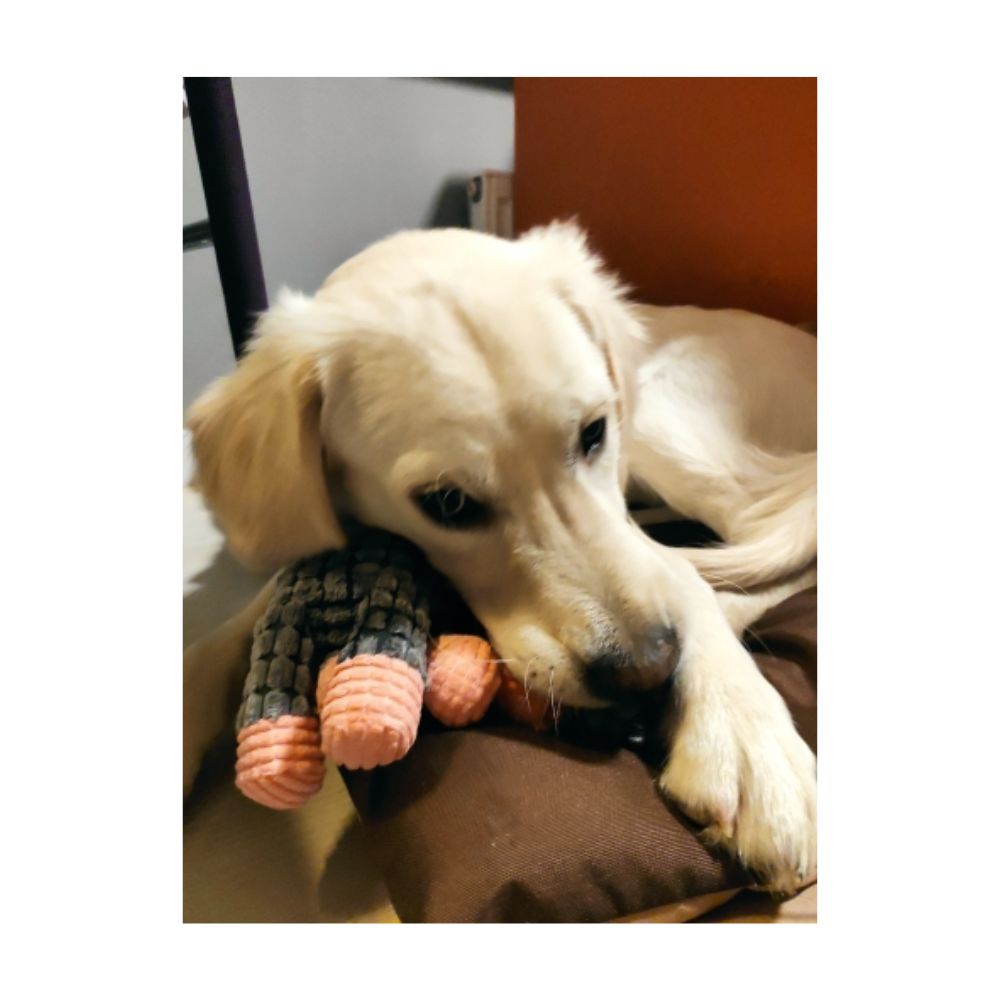 Go Love Chewy Toy - Go Love Pets