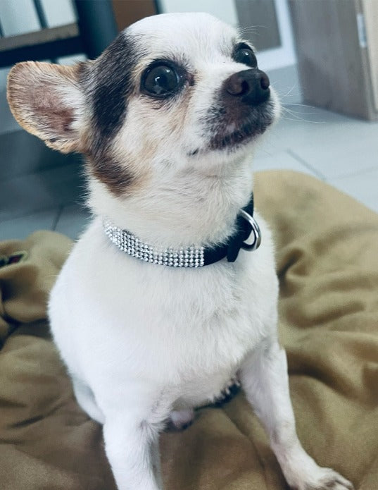 Go Love Crystal Collar - Go Love Pets