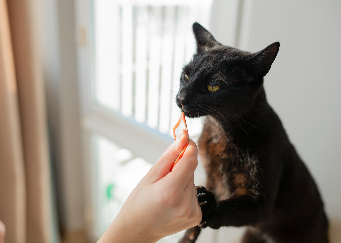 Go Love Cat Snacks